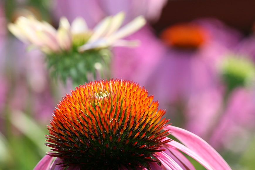 Close-up of vibrant orange and pink coneflower in garden
