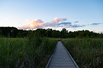 Wooden boardwalk path through marshland at sunset