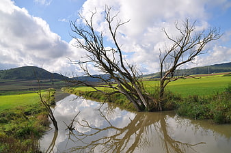 Dead tree reflection in river with green fields and blue sky