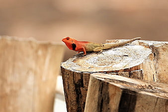 Orange Lizard Resting on Wooden Log in Nature
