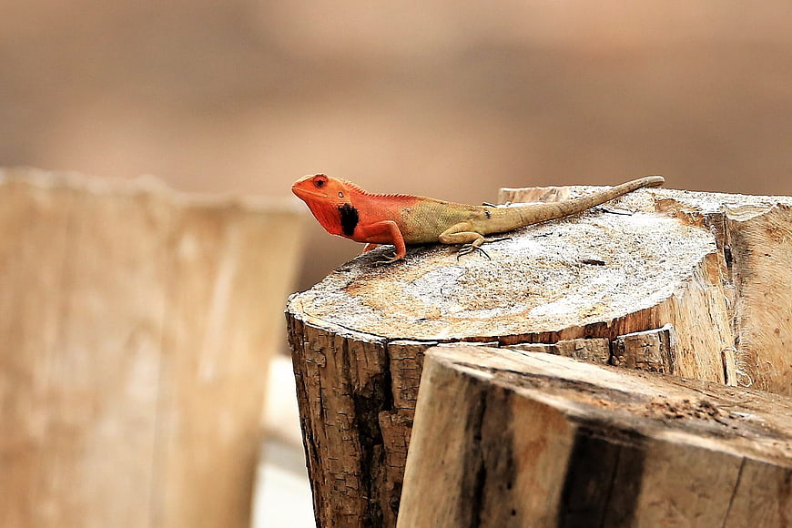 Orange Lizard Resting on Wooden Log in Nature