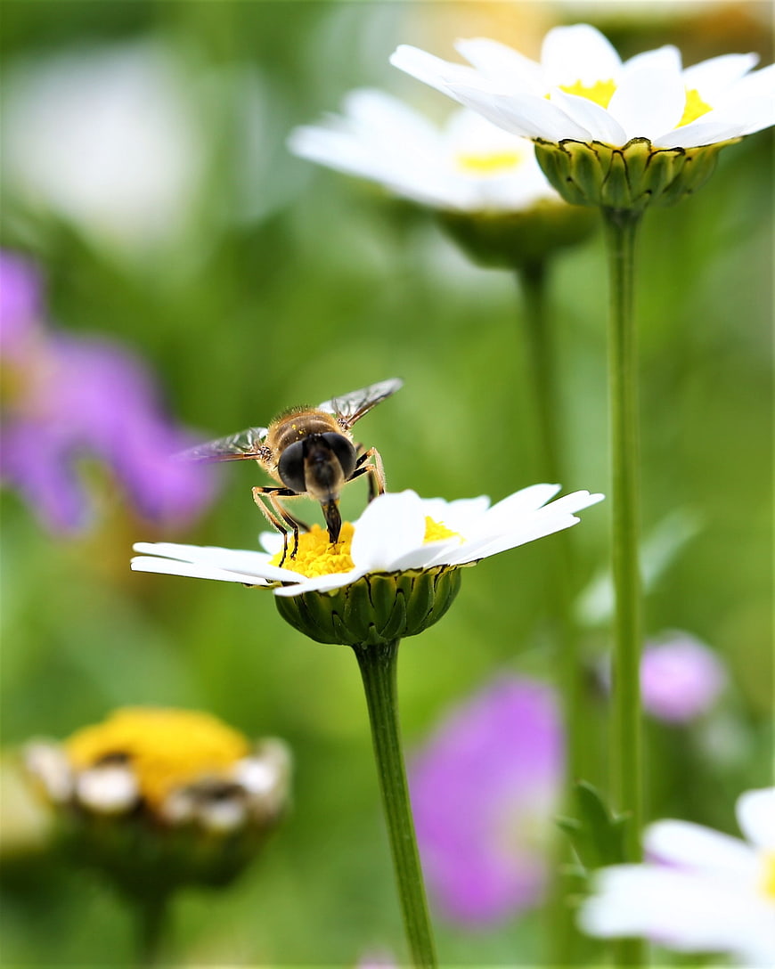 Close-up of a Hoverfly Pollinating a White Daisy in a Garden
