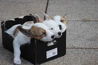 Three sleeping puppies in a black cardboard box