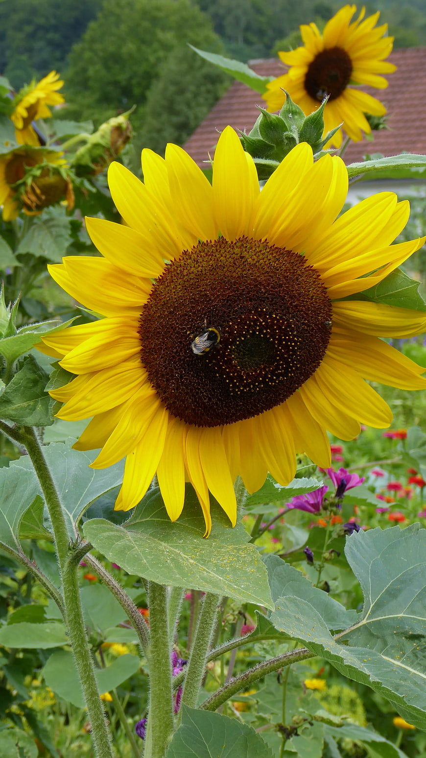 Close-up of a bumblebee on a vibrant yellow sunflower