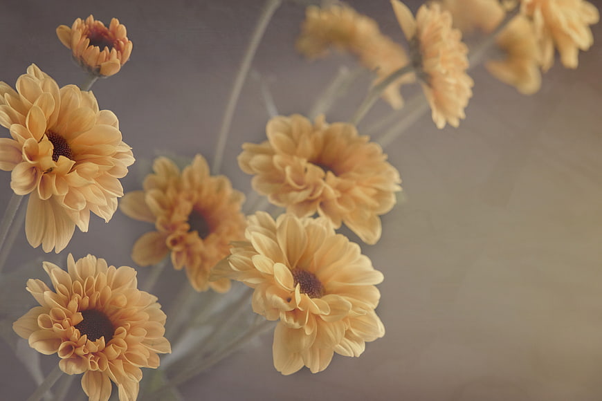 Soft Focus Yellow Gerbera Daisies with Copyspace