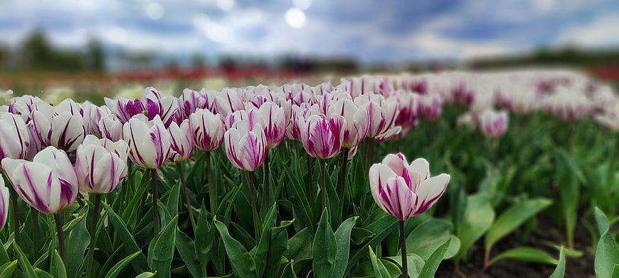 Field of white and purple striped tulips in spring