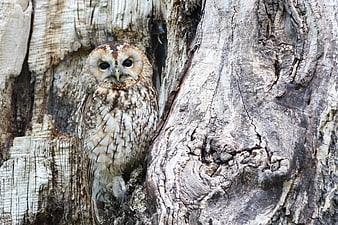 Tawny Owl perched in tree hollow with camouflage feathers