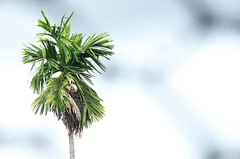Lone Palm Tree Against Blurred Sky Background