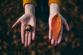 Hands holding chestnut and autumn leaf in forest