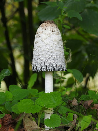 Tall white shaggy ink cap mushroom in forest