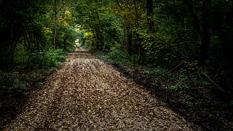 Atmospheric Forest Path Covered in Fallen Leaves