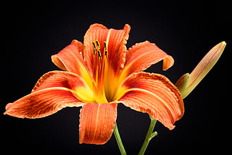 Vibrant Orange Daylily Isolated on Black Background
