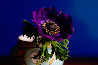Purple Anemone Flower in Ceramic Vase on Blue Background
