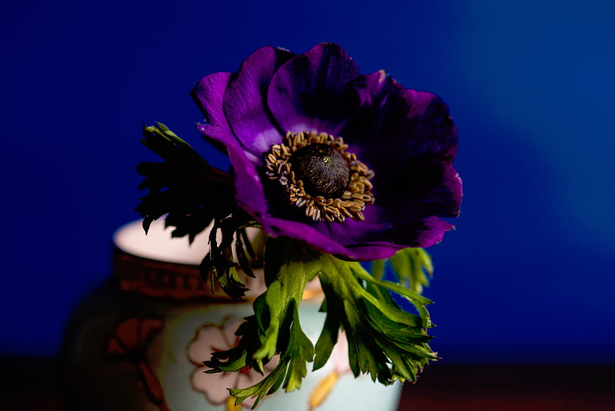 Purple Anemone Flower in Ceramic Vase on Blue Background