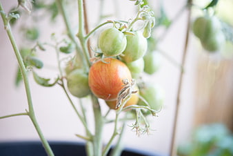 Ripening tomatoes on the vine in a garden