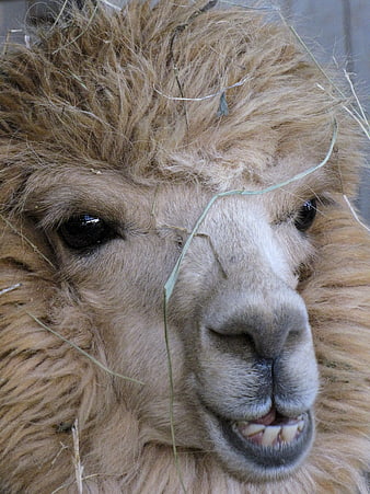 Close-up portrait of a funny llama chewing hay