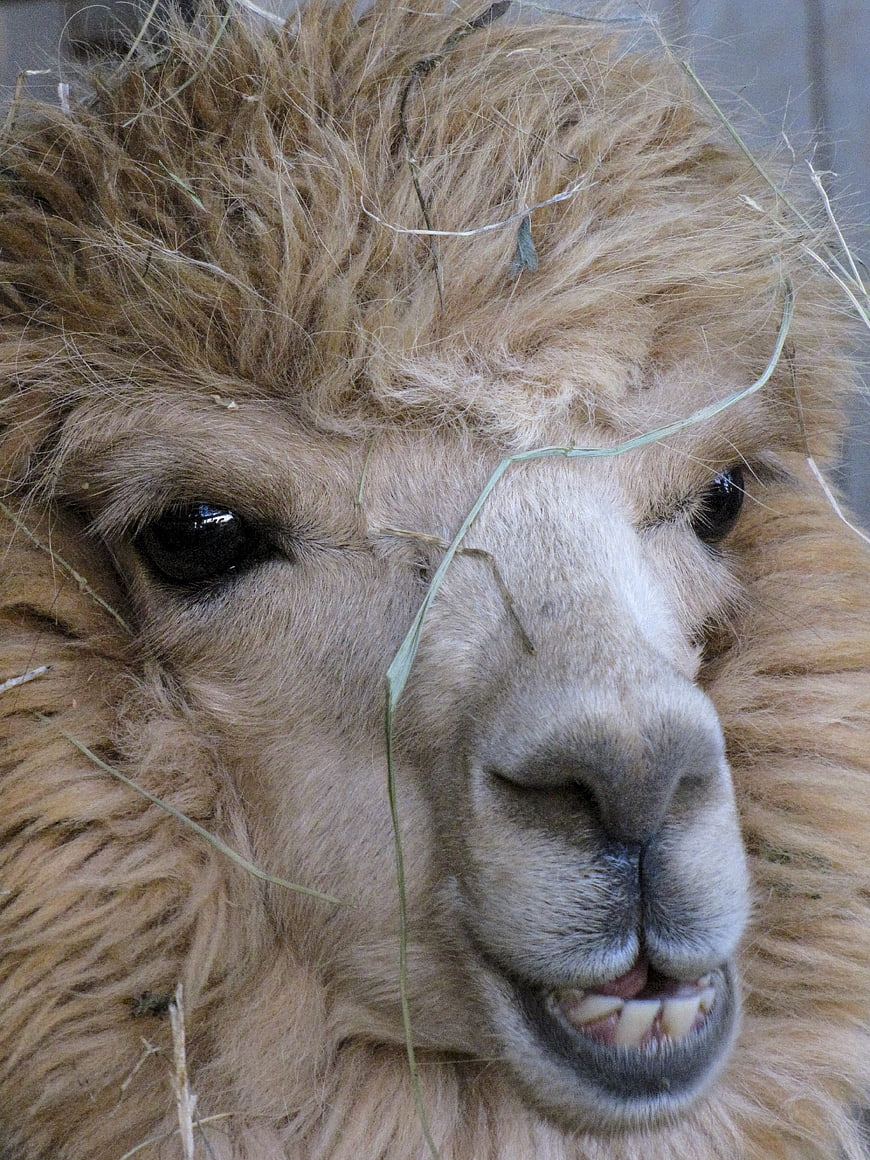 Close-up portrait of a funny llama chewing hay