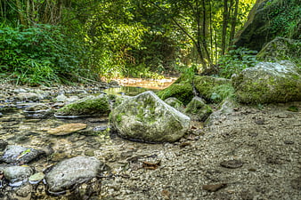 Mossy Rocks in a Clear Forest Creek Stream