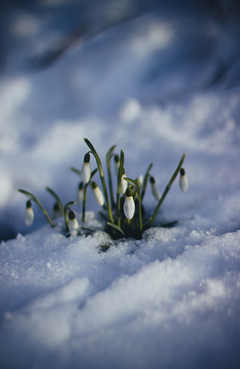 Snowdrops blooming through snow in winter landscape