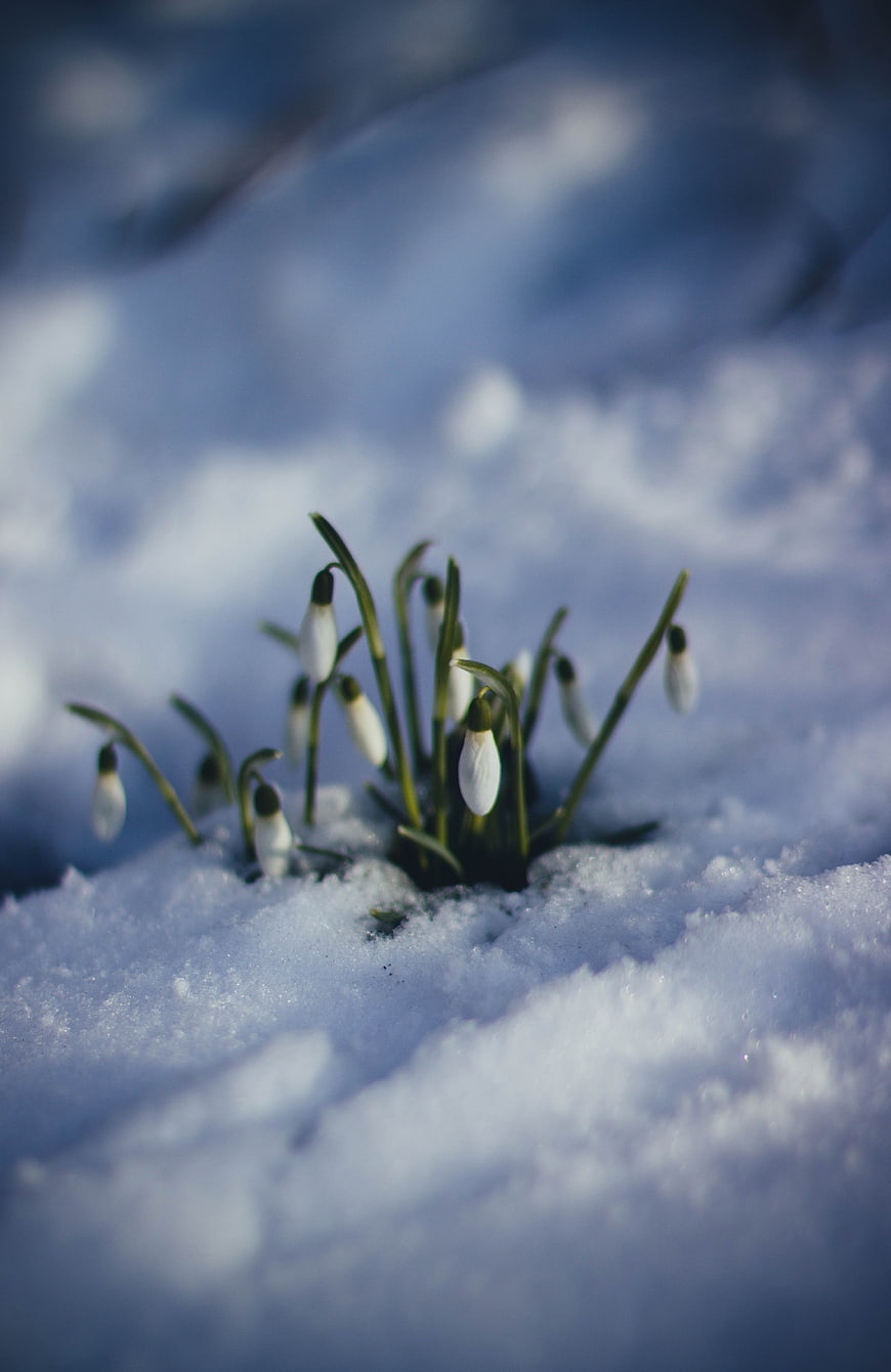 Snowdrops blooming through snow in winter landscape