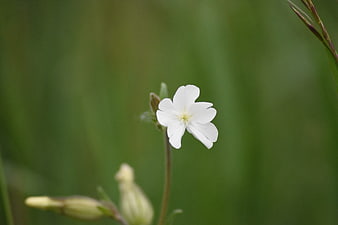 White wildflower close-up on blurred green background