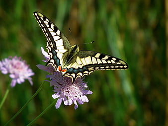 Eastern Tiger Swallowtail Butterfly on Pink Scabious Flower