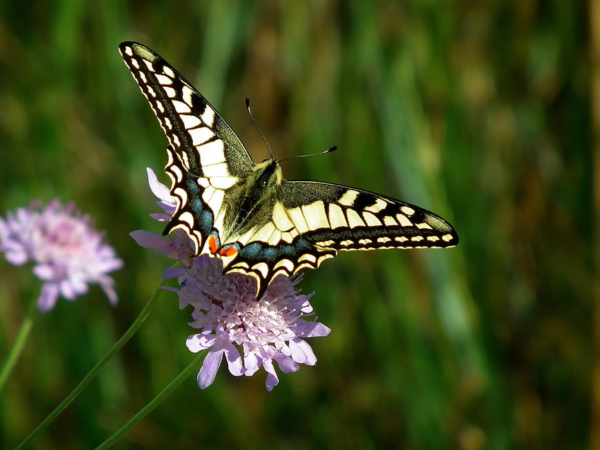 Eastern Tiger Swallowtail Butterfly on Pink Scabious Flower