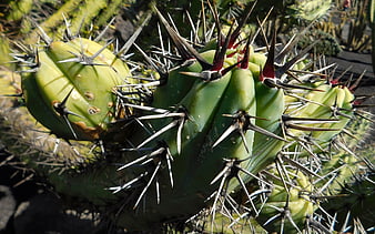 Close-up of green cactus with sharp spines in sunlight