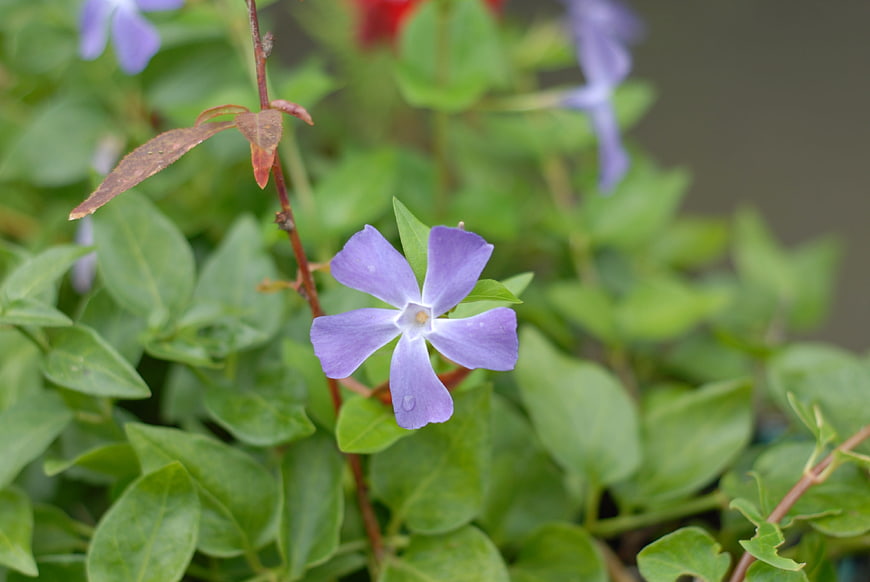 Close-up of a purple periwinkle flower with green leaves