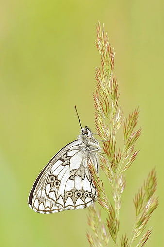 White Butterfly on Tall Grass with Green Background