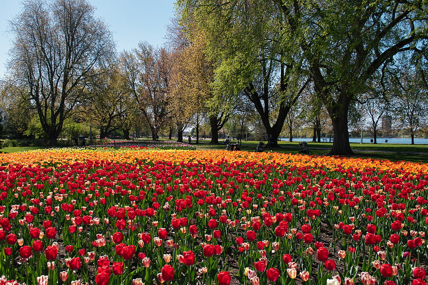 Vibrant Red and Orange Tulip Field in Spring Park