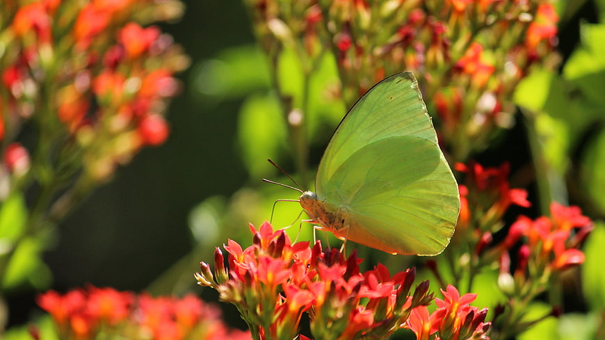 Yellow Butterfly on Red Kalanchoe Flowers in Garden