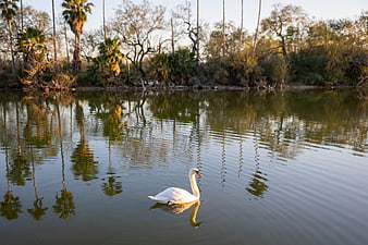White Swan Swimming in Calm River with Tree Reflections