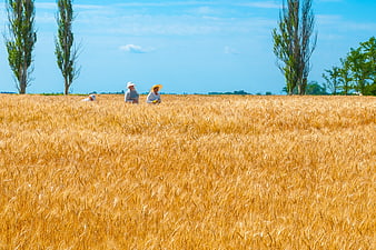 Farmers Working In Golden Wheat Field Under Blue Sky