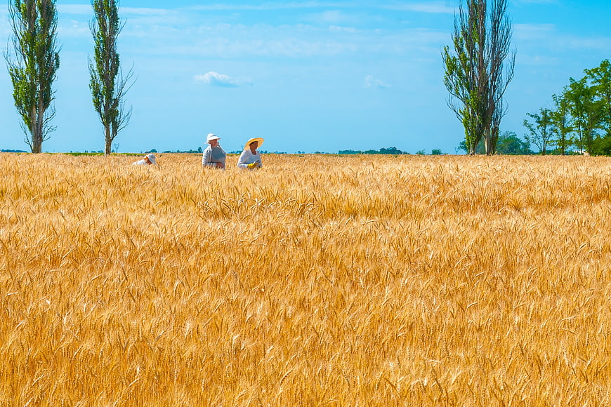 Farmers Working In Golden Wheat Field Under Blue Sky