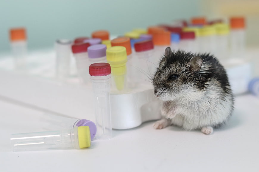 Lab Hamster With Colorful PCR Tubes In Scientific Research Setting