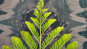 Vibrant green fern-like plant against dark textured background