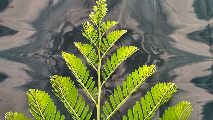 Vibrant green fern-like plant against dark textured background