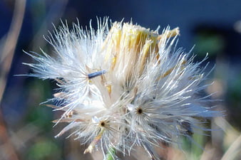 Close-up of fluffy white seed head with delicate filaments