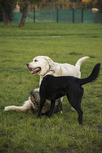 Three dogs playing together on a grassy field
