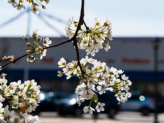 White Spring Blossoms on Branches with Blurred Background