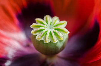 Macro close-up of a green poppy flower center with red petals