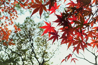 Vibrant Red Maple Leaves Against Soft Autumn Sky