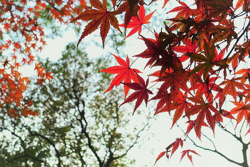 Vibrant Red Maple Leaves Against Soft Autumn Sky