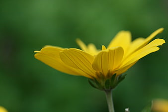 Close-up of a yellow flower with green blurred background