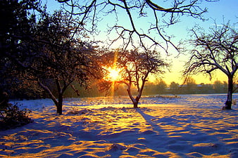 Golden sunset over snowy winter landscape with bare trees
