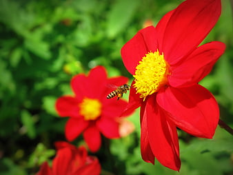 Honeybee Pollinating Vibrant Red Dahlia Flower in Garden