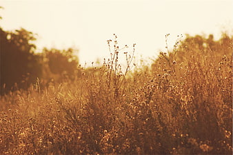 Golden hour wildflowers in a sunlit field