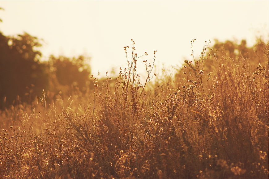 Golden hour wildflowers in a sunlit field