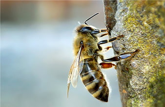 Macro Close-Up of Honey Bee on Mossy Bark
